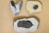 Lot: Misc Devonian Trilobites From Morocco - Pieces #138366-2